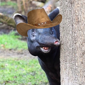 Meet your Posher, Kimi